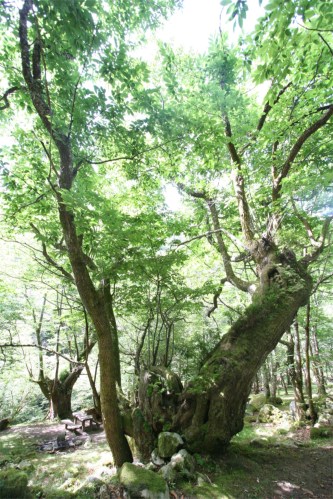 La Pesanca, Asturias