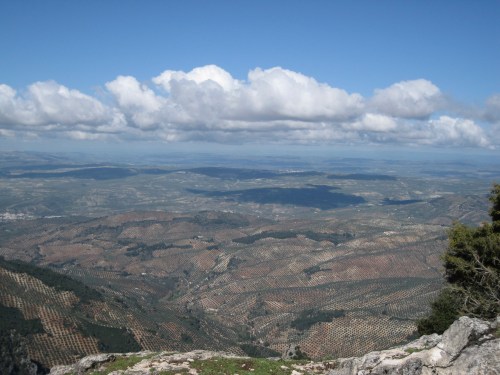 Olive trees, Jaen