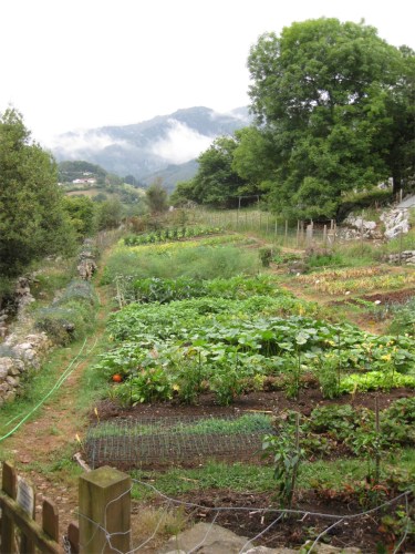 Vegetable Patch, Posada Del Valle, Asturias