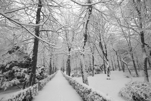 Snow in Retiro Park, Madrid